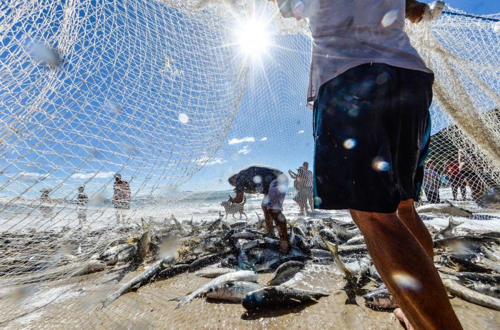 ¡Atrapa la emoción de la pesca da tainha en Brasil! 🎣🏖️